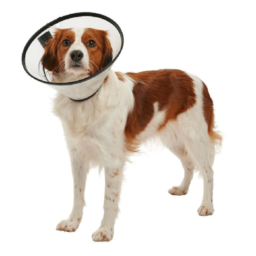 Buster Quick Collar Isabelino